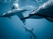 王全立：乒超一票难求，真繁荣还是假热闹